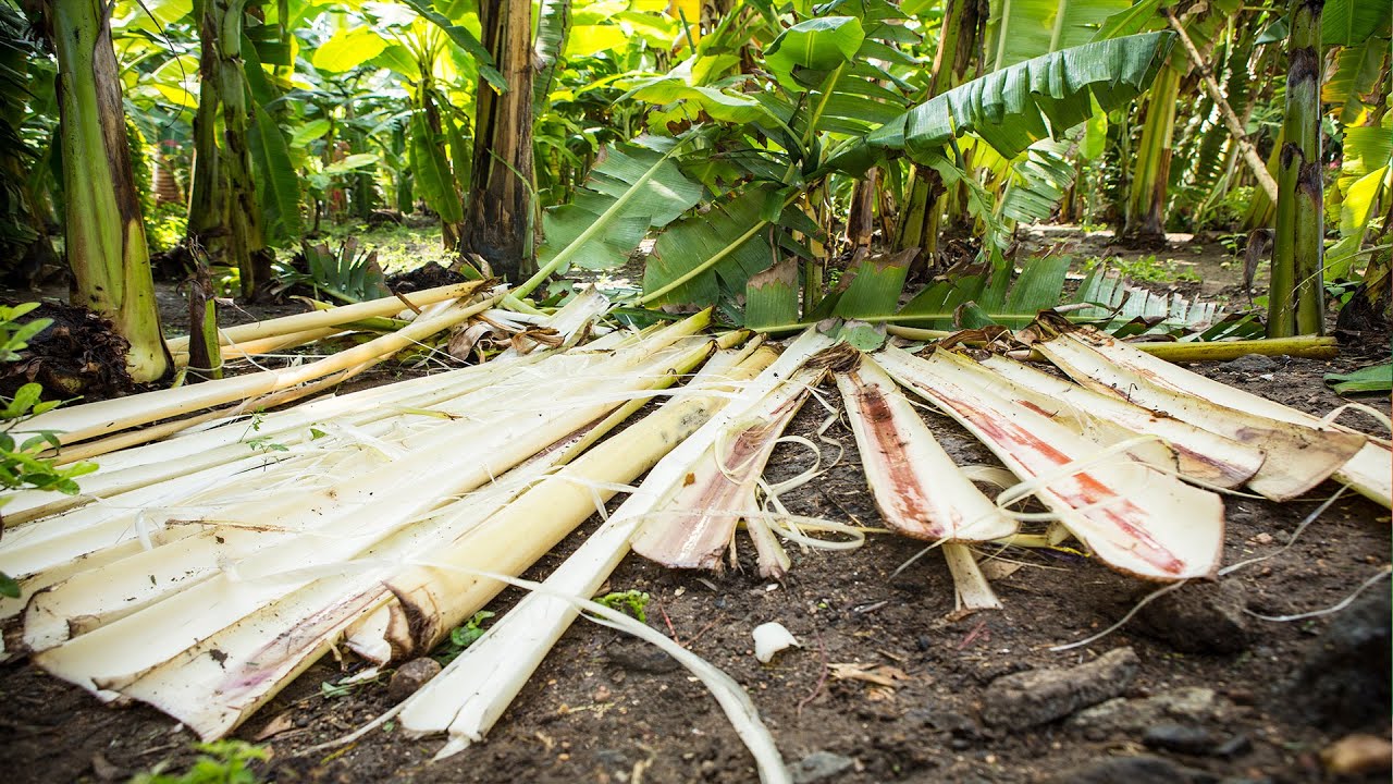 IKEA + social entrepreneurs / Banana fibre