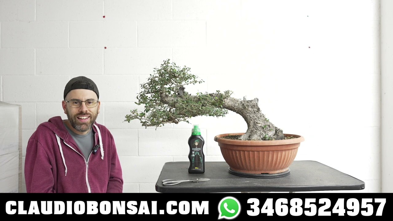 COME E DOVE SI IMPARA A COLTIVARE BONSAI