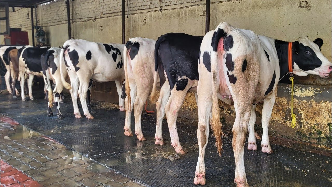 जॉली डेयरी फार्म की 60-65 लीटर वाली एच.एफ की 10 माह की बछिया फॉर सेलFor Sale Heifers #jollydairyfarm