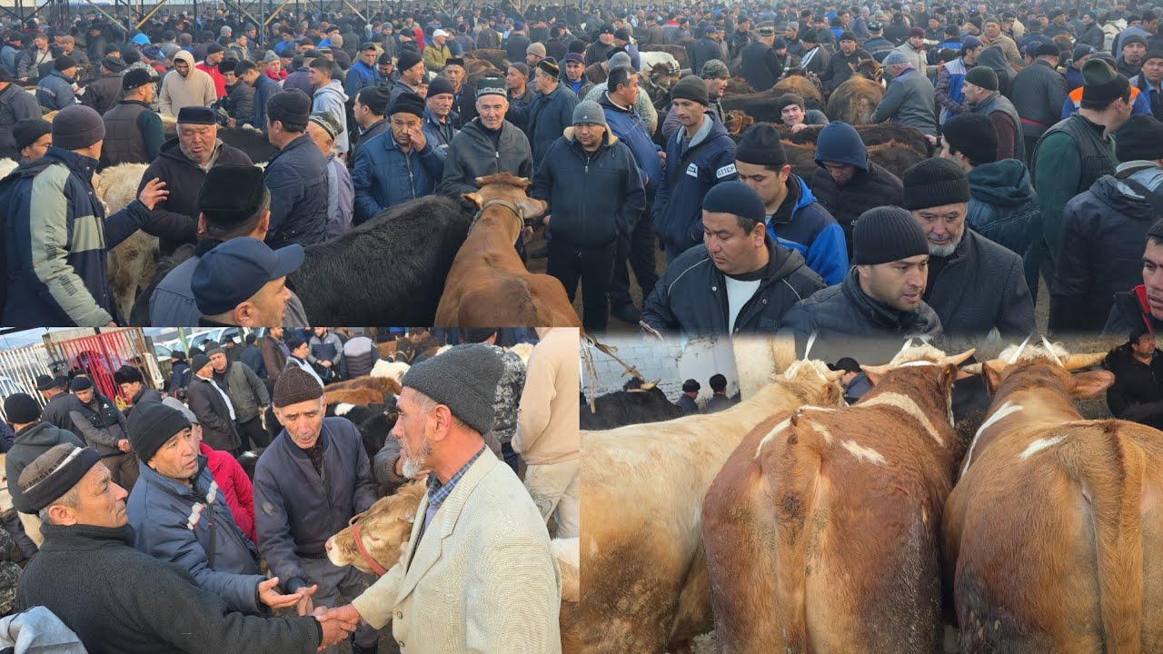 Asaka Mol Bozor Uzbegiston Andijon