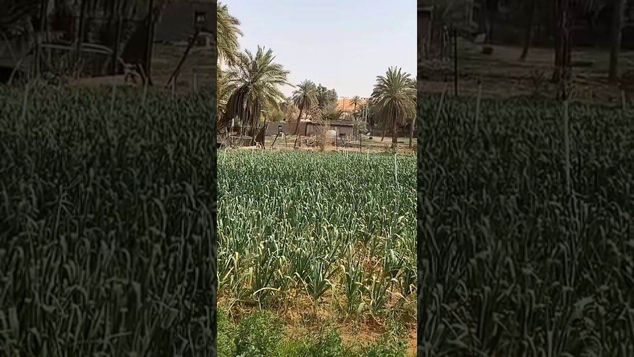قصة اللي تزوجت زوج اختها ....الراوي ابوفارس الجميل بالاثله 