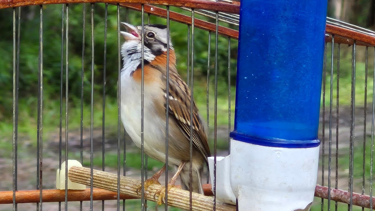 TICO-TICO CANTANDO vs TICO-TICO solto esquente seus TICO-TICO com essa disputa de território!