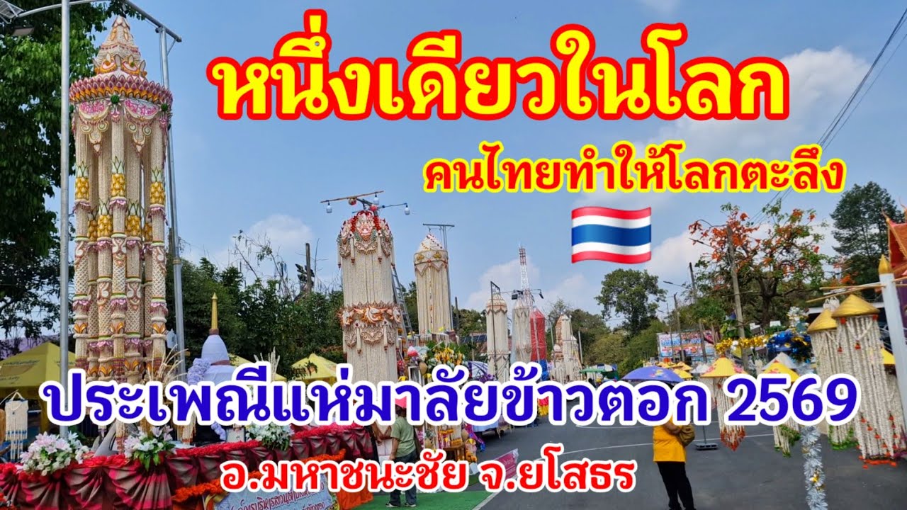 เริ่มแล้ว!! หนึ่งเดียวในโลก คนไทยทำได้ไง แบบนี้โลกตะลึงแน่ประเพณีแห่มาลัยข้าวตอก ประจำปี 2569#ยโสธร 