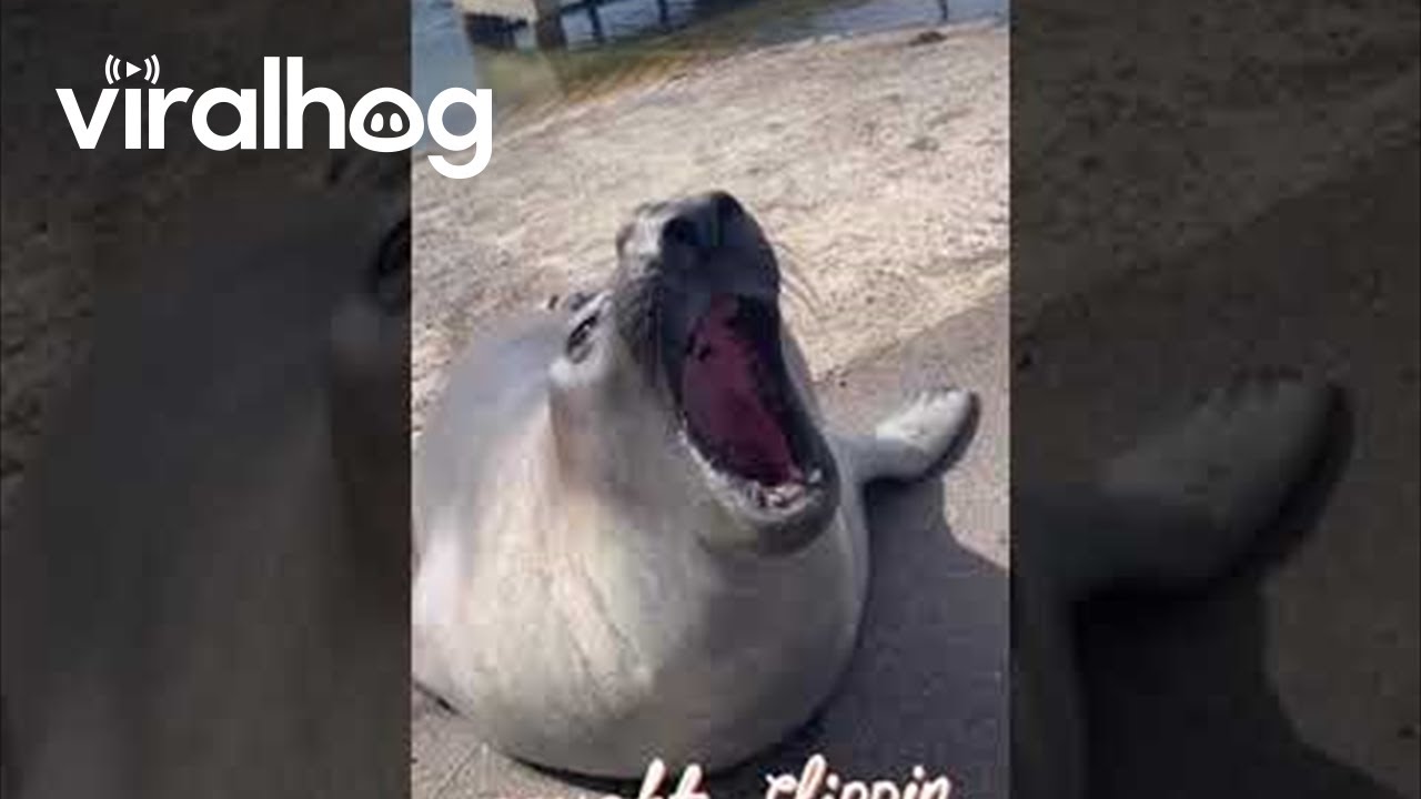 Нил Тюлень выходит в город || ViralHog