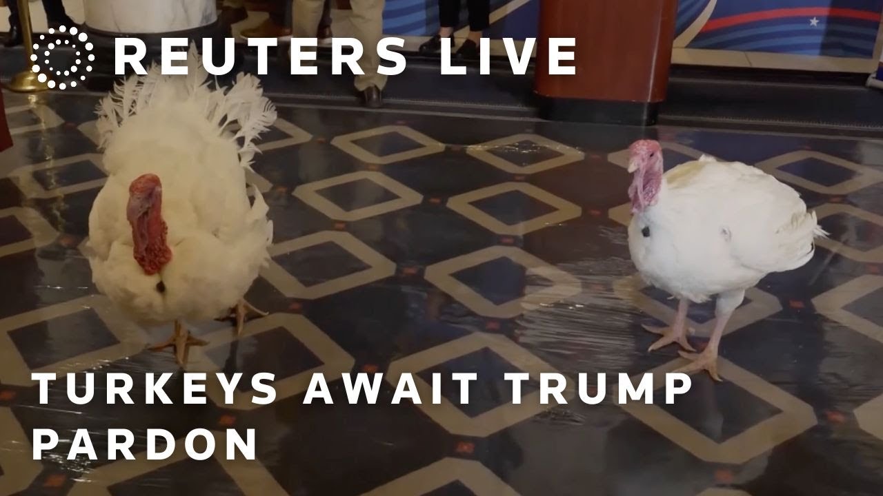 LIVE: Turkeys await presidential pardon ahead of Thanksgiving