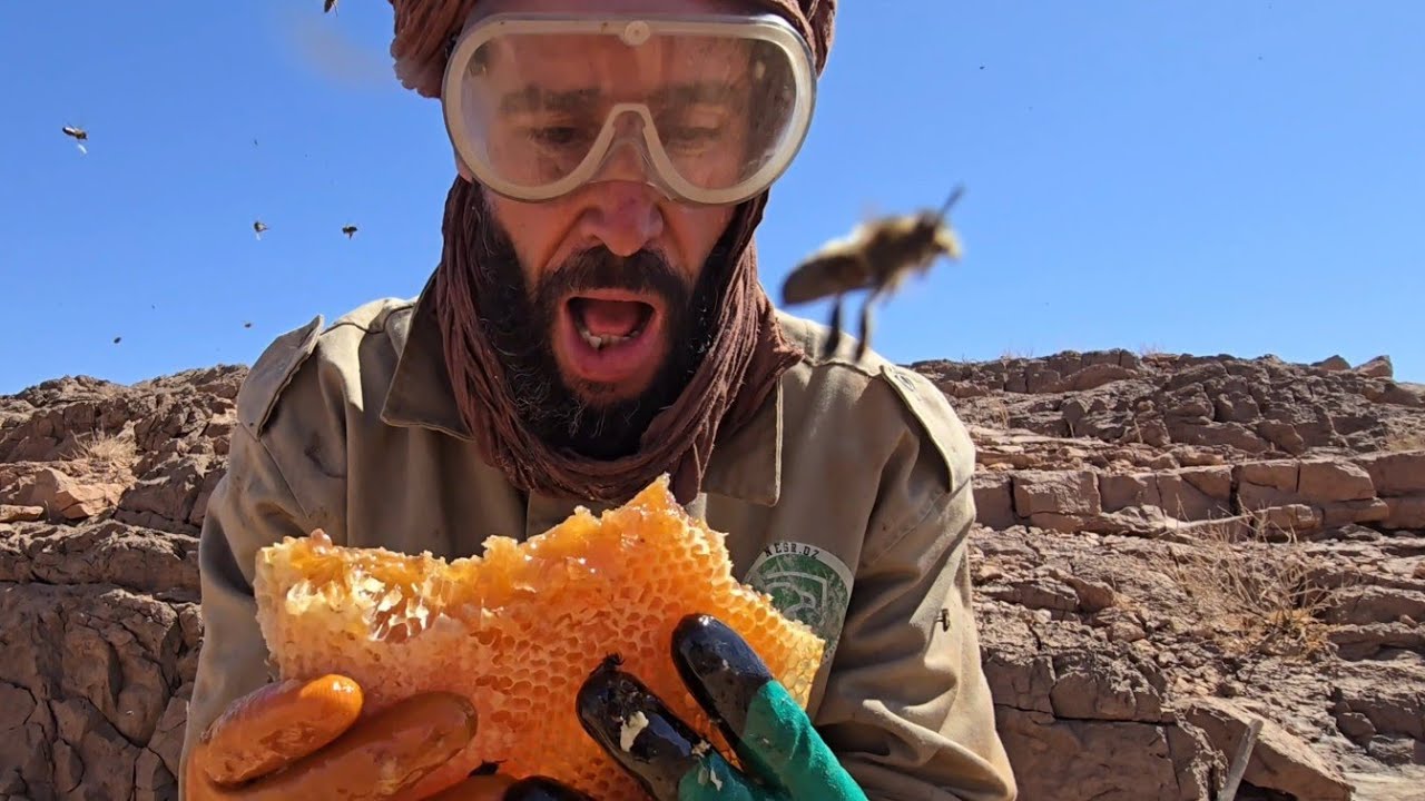 العسل🍯 الجبلي ⛰️  صحراء  بشار الجزائر ....النحلة 🐝 ترقص لتخبر زميلاتها بمكان الأزهار!💃🌻