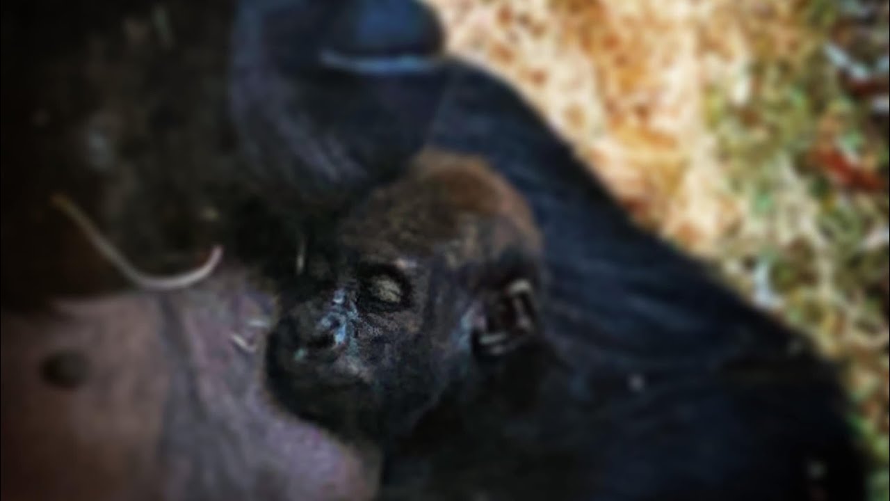 2 year old baby gorilla eyare dies  at calgary zoo heartbreaking 💔