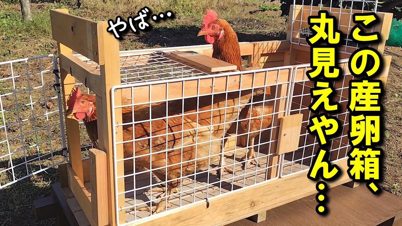 産卵箱になりそうな物件探し！でもデザイナーズ物件を見てガッカリするニワトリ 【鶏飼育】#75