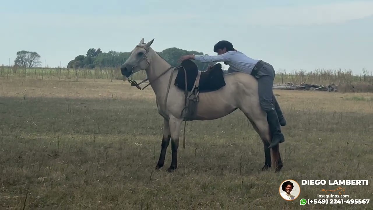 Yegua Baya de 6 años muy mansa y nueva $3.600.000 LOSEQUINOS.COM