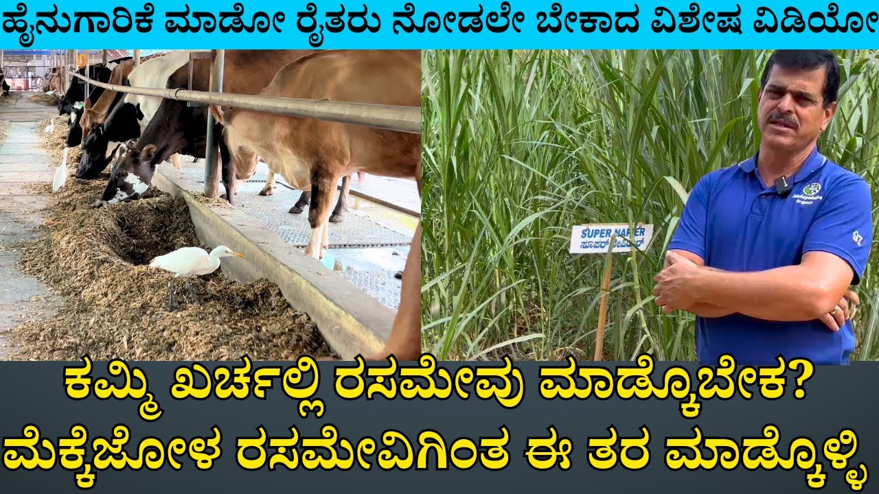 ಮೆಕ್ಕೆಜೋಳ ರಸಮೇವಿಗಿಂತ ಈ ತರ ಮಾಡ್ಕೊಳ್ಳಿ |ಕಮ್ಮಿ ಖರ್ಚಲ್ಲಿ ರಸಮೇವು ಮಾಡ್ಕೊಬೇಕ|Akshayakalpa organic farm 07