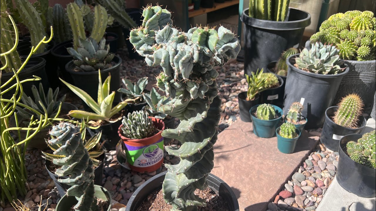 A NEW MONSTER TO THE COLLECTION! CEREUS FORBESII SPIRALIS MONSTROSE #cactus #plants #succulent