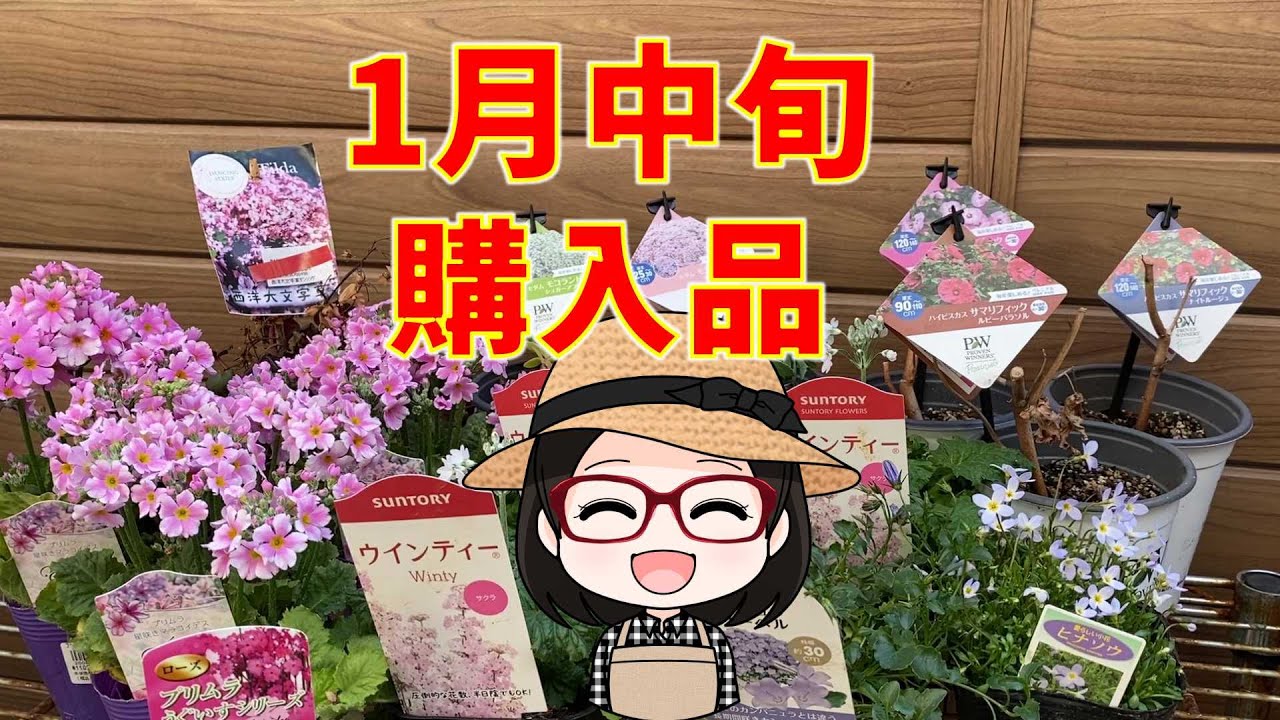 1月中旬購入品｜見切りの耐寒性ハイビスカス｜星咲きプリムラ｜ウィンティー サクラ｜超耐寒性で圧倒的なボリュームのセダム｜長期間咲きカンパニュラ｜ダンシングピクシー