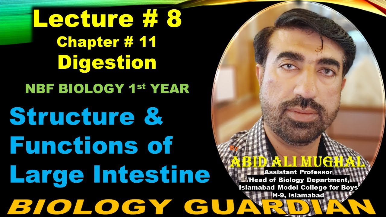 Structure and Functions of Large Intestine | Lecture 8 Ch 11 NBF Biology-11