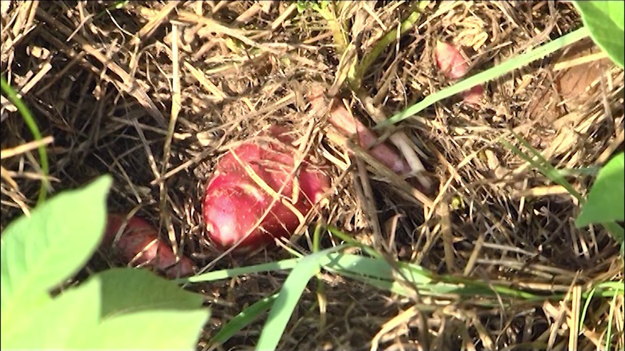 Sajenje krompirja, Sajenje pod seno. Growing Potatoes under Straw