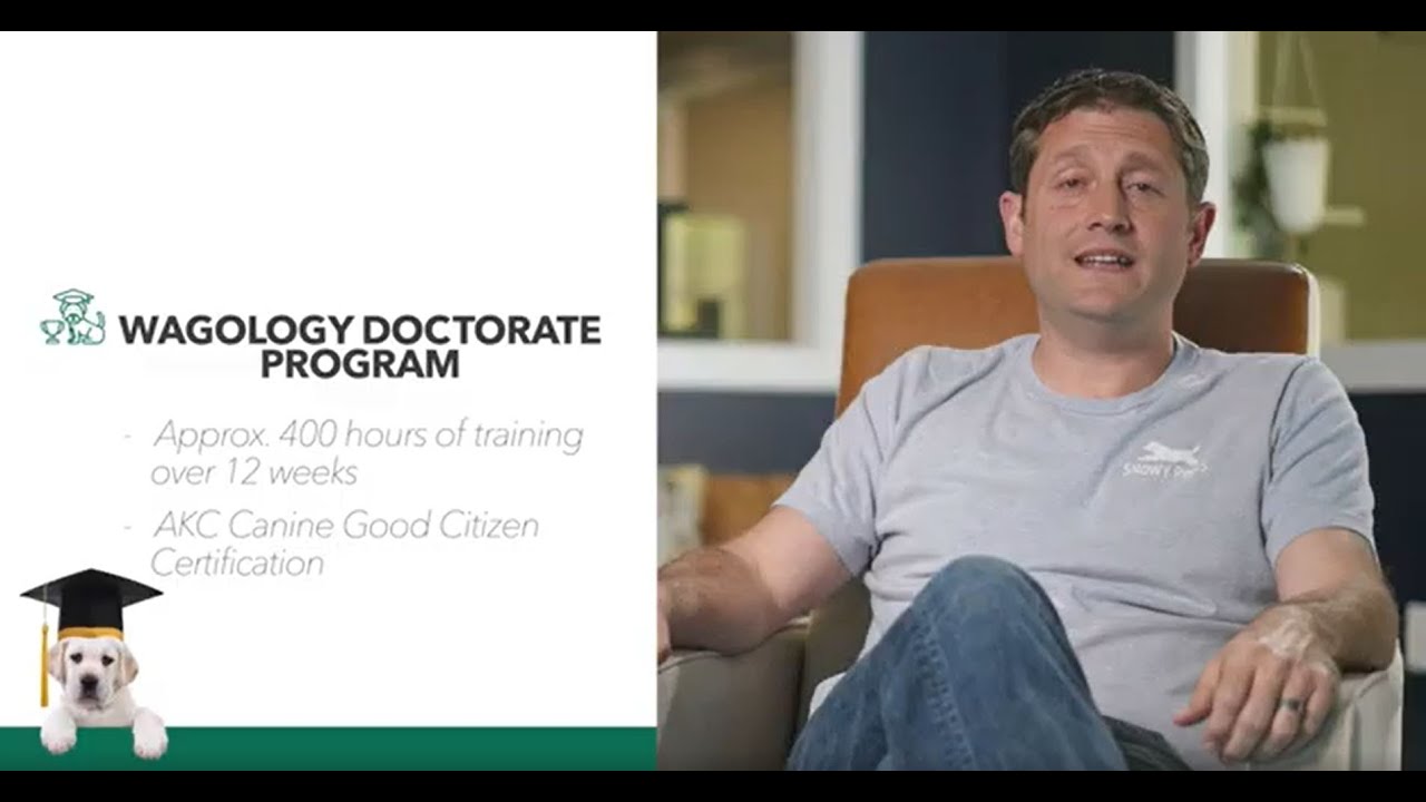 Doctorate Training Program | Snowy Pines White Labs Puppy Training