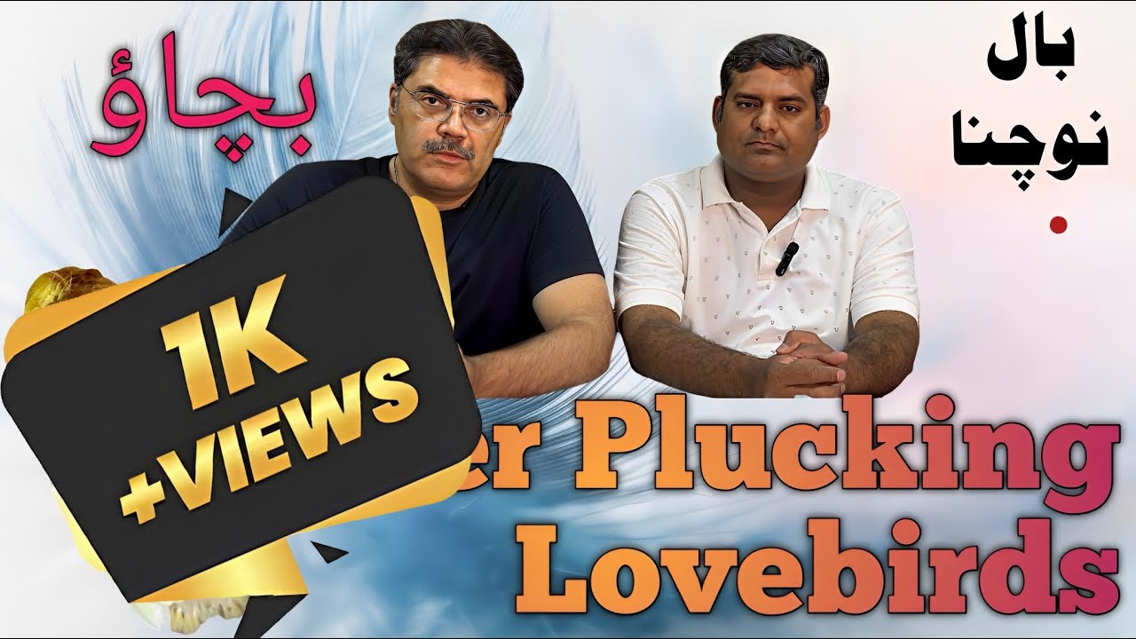 FEATHER PLUCKING | LOVE BIRDS | REASON | SOLUTION