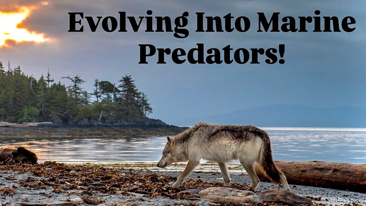 Why Wolves Are Taking To The Sea! 