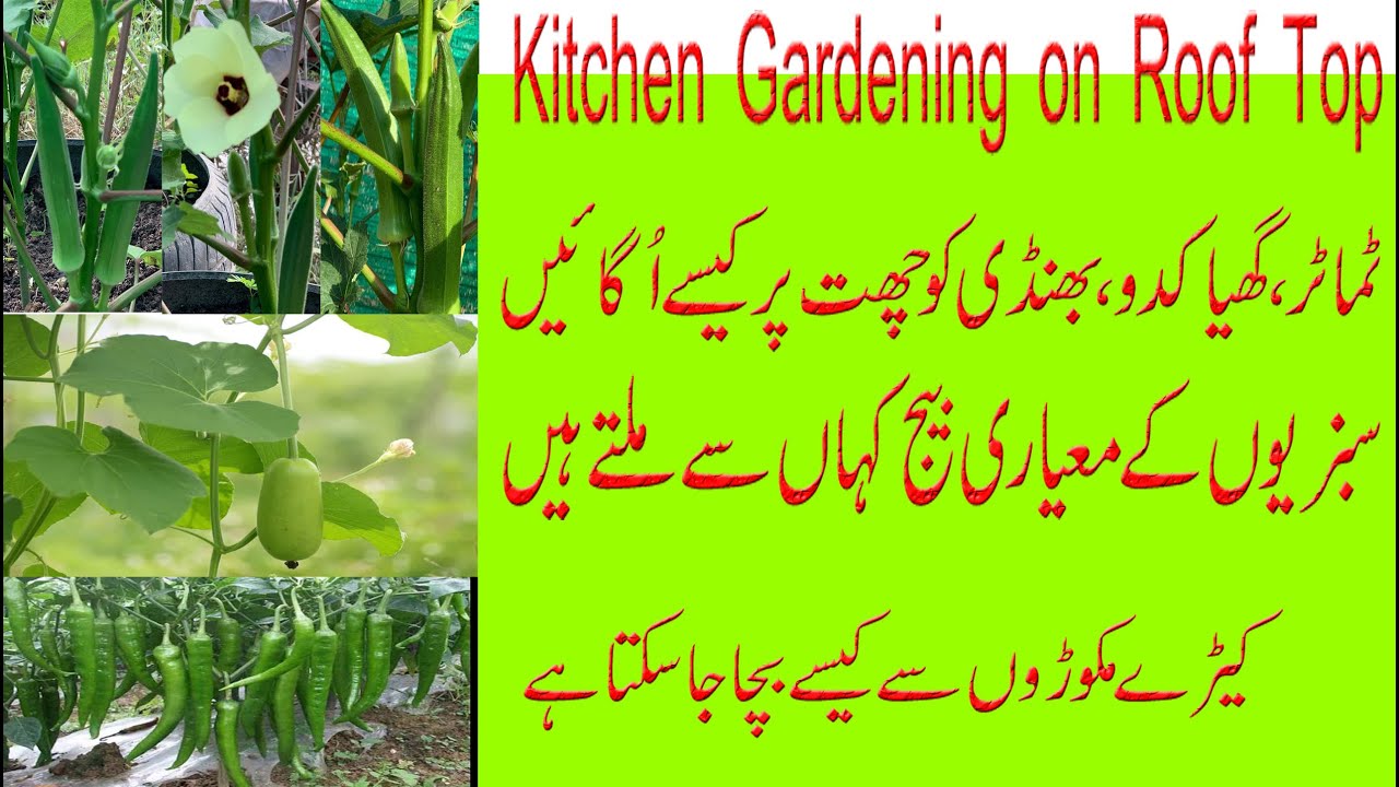 Kitchen Gardening on Roof Top /How to Grow Vegetable in Container/Vegetable Grow with Organic Method