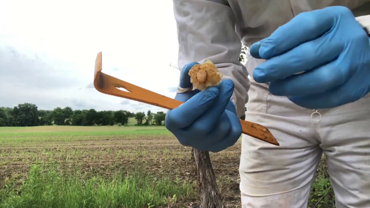 Harvesting a Queen Cell
