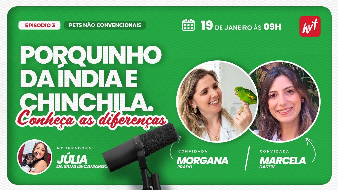 Porquinho da Índia e Chinchila. Conheça as diferenças