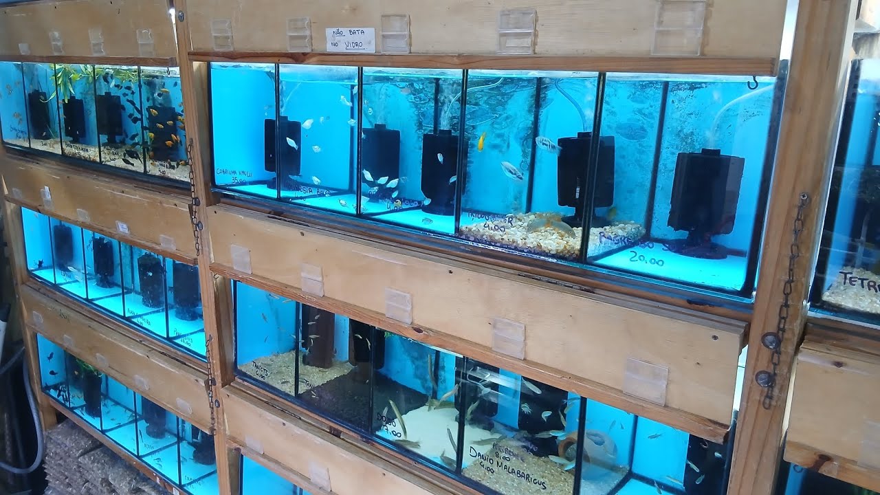 VOLTEI EM UMA DAS MELHORES FEIRAS DE PEIXES EM RECIFE 🐟 NA MINHA OPINIÃO!