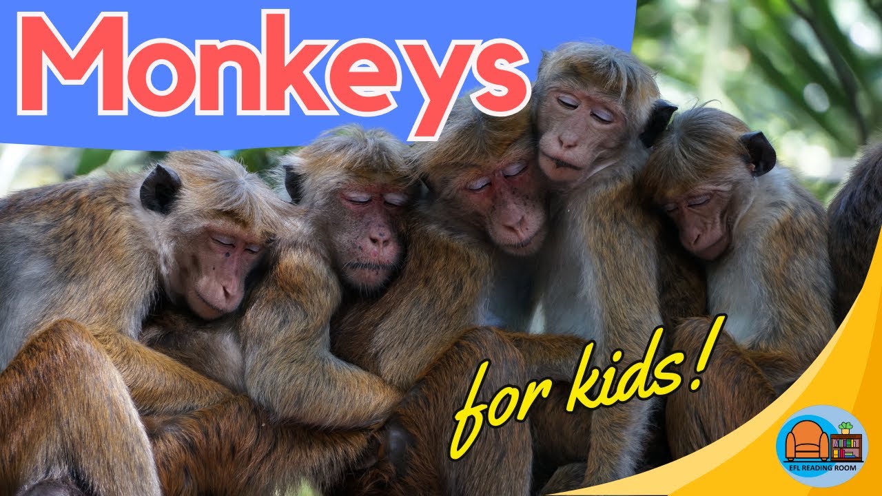 #monkeyvideo All About Monkeys / Monkey Facts for Kids