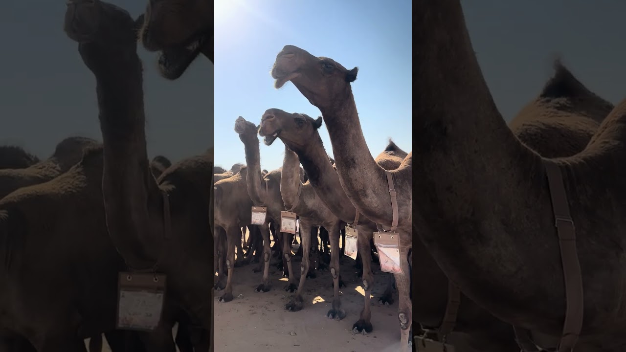 مسيره مطربات محيميد القوبع