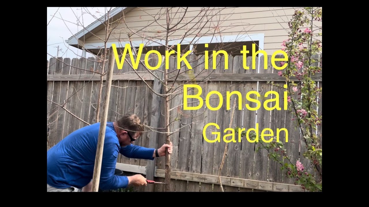 Work in the Bonsai Garden