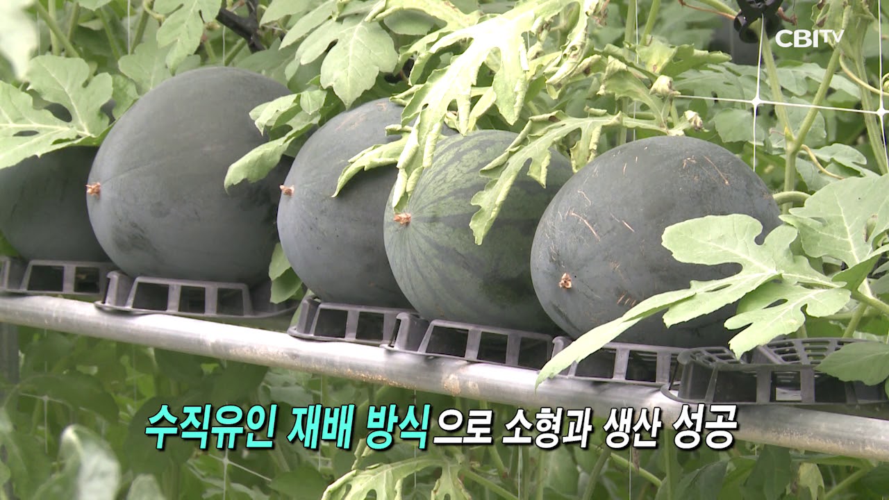 수박 수직유인 재배법