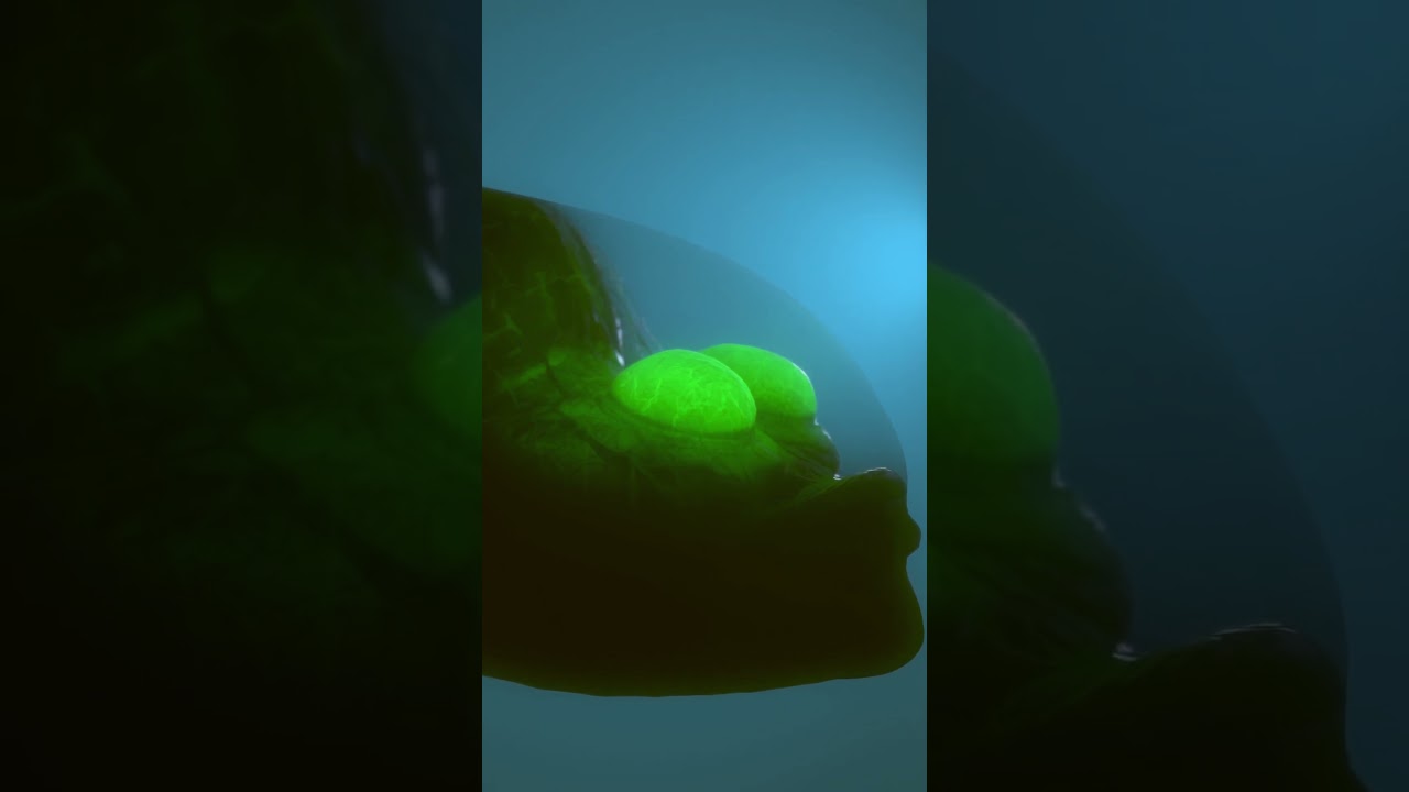 Fascinating Facts About Barreleye Fish Hidden Marvels of the Deep Sea  #marinelife