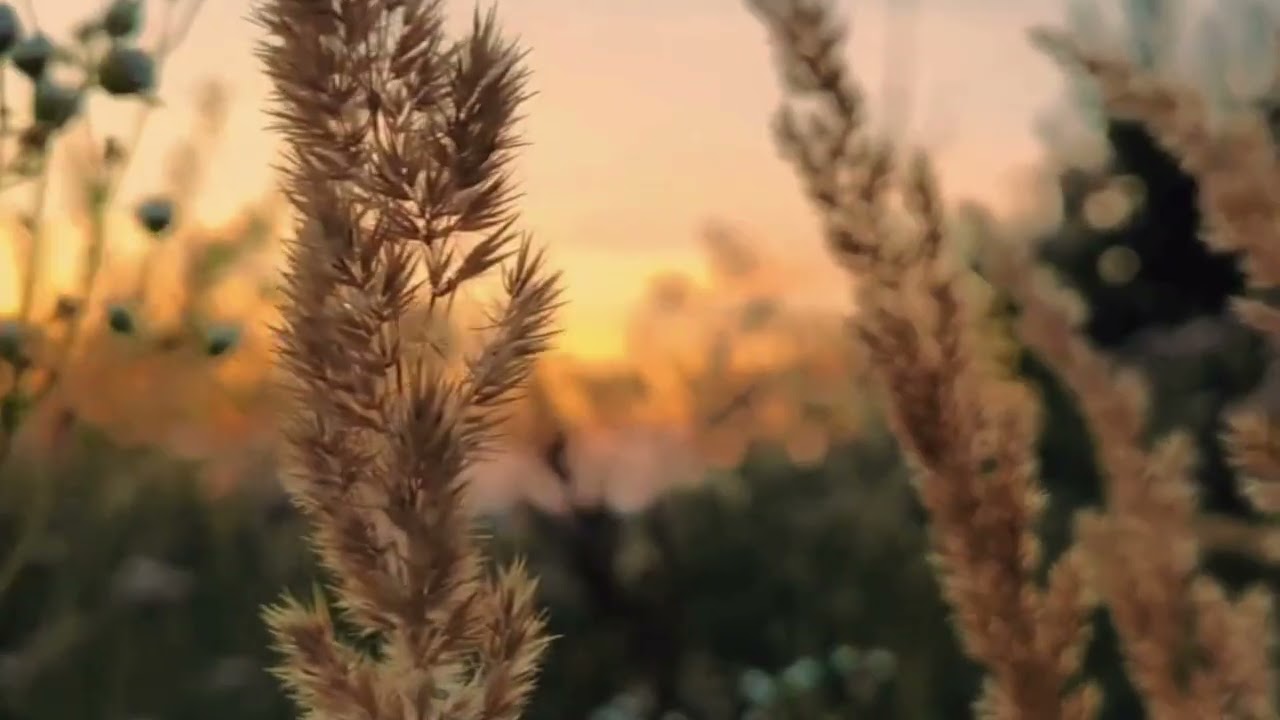 Dia 9- salmo 34