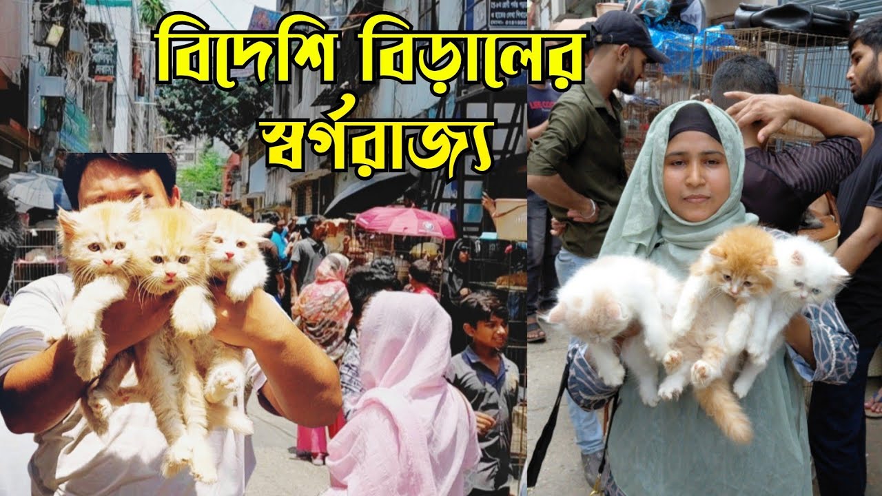 বাংলাদেশের একমাত্র বিড়ালের হাট || পার্সিয়ান বিড়াল দাম || Mirpur 1 cat market || মিরপুর ১ বিড়াল হাট