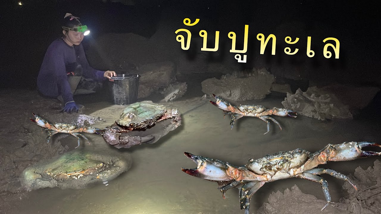 พาลงทะเลจับปู!!!นานแล้วไม่ได้มาา!!วันนี้ได้ทั้งปูทั้งหอยของอร่อยจากธรรมชาติราคาแพงจ้า (22/12/68)