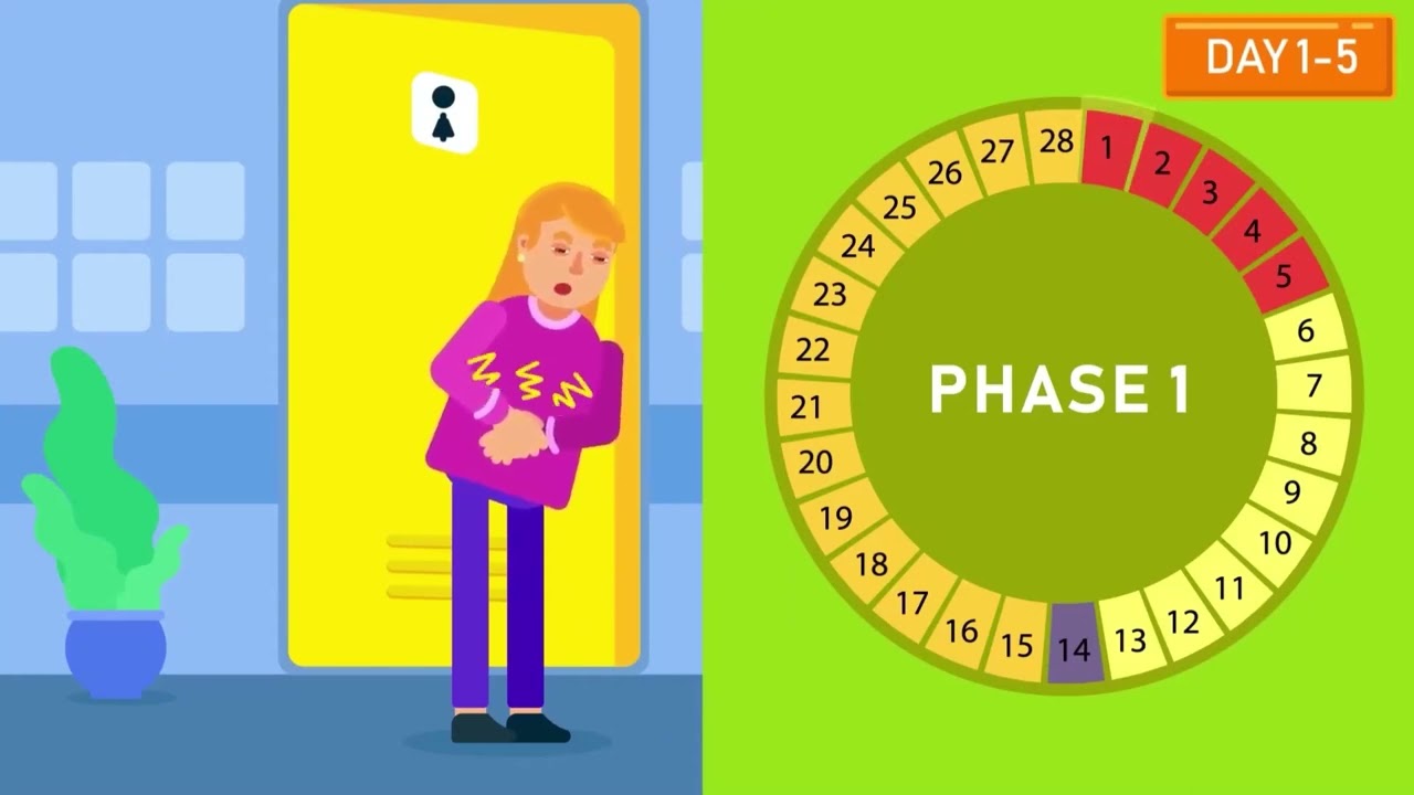 Your Menstrual Cycle Explained