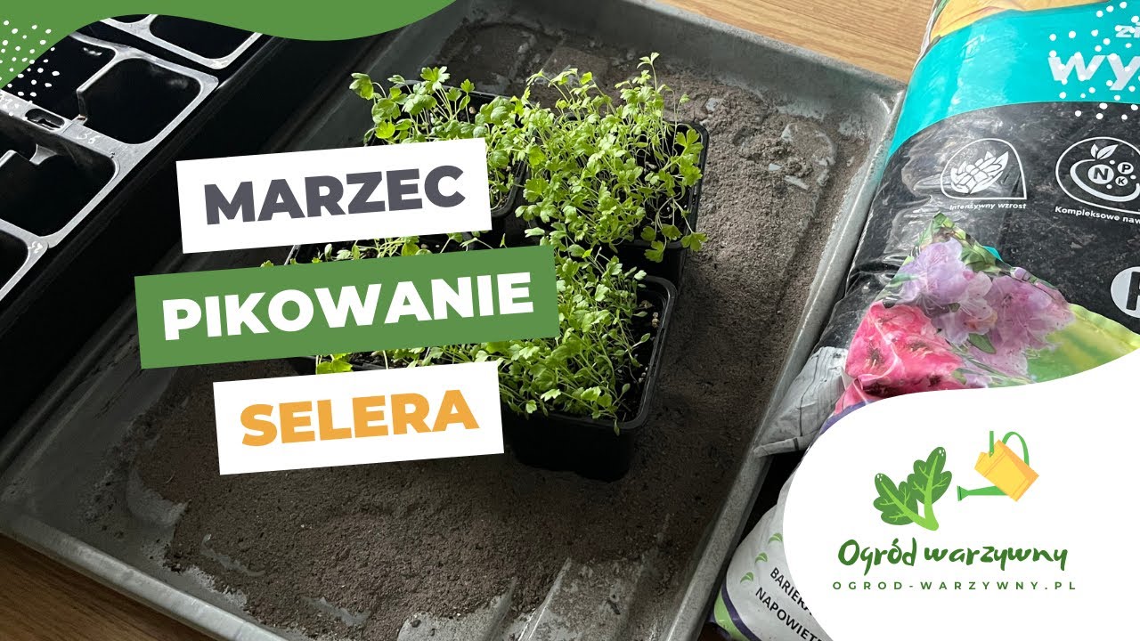 Pikowanie selera korzeniowego i naciowego | Mączka bazaltowa i popiół drzewny
