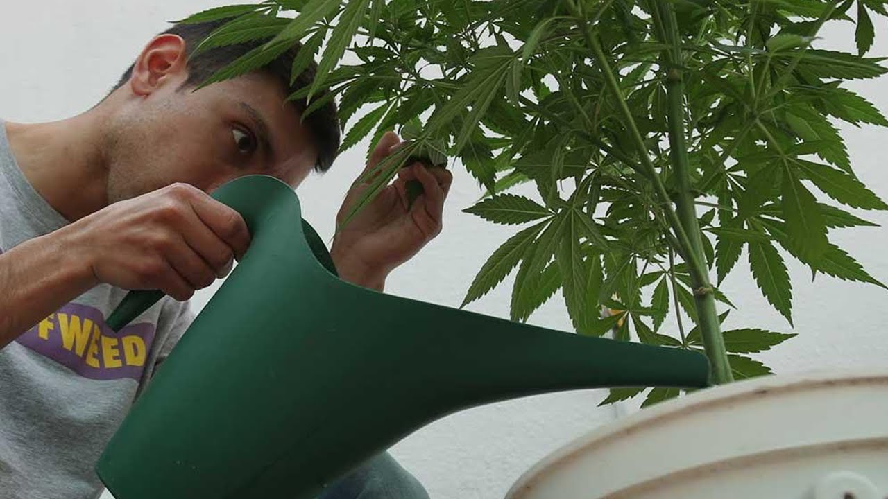 C&oacute;mo Regar una Planta