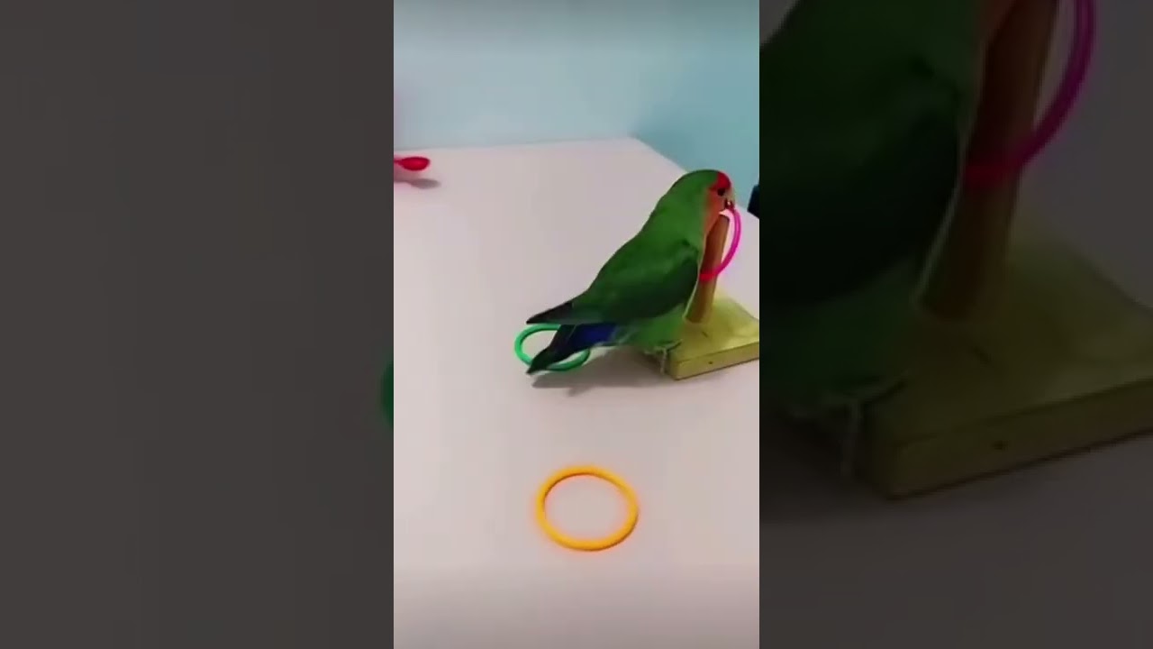 Smart lovebird 😁😁cute #parrot #lovebirds