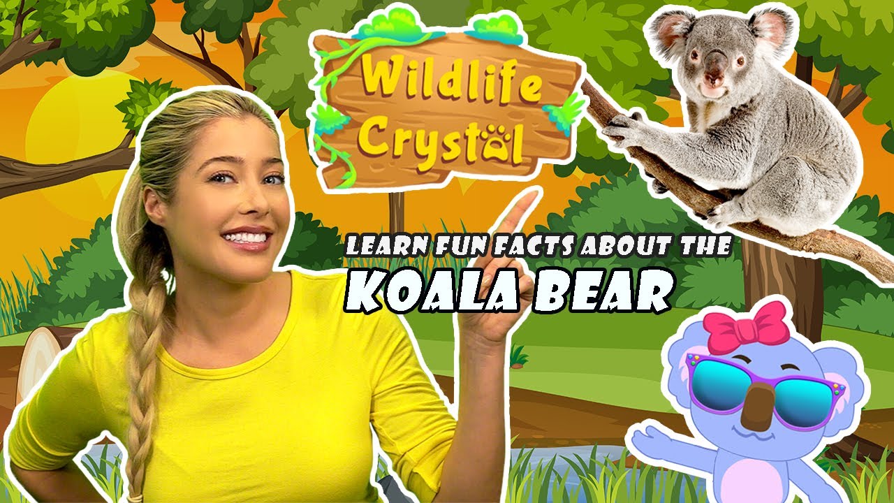 Koala Bear Facts