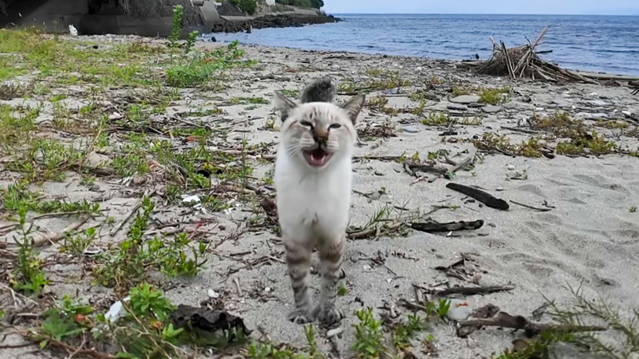 浜辺で出会った猫ちゃん、長〜いニャーーンが可愛すぎた💖