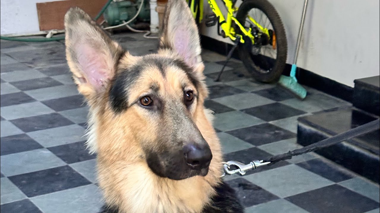 Daily vlogggin Simba ko lagi Nazar 🥹🥹