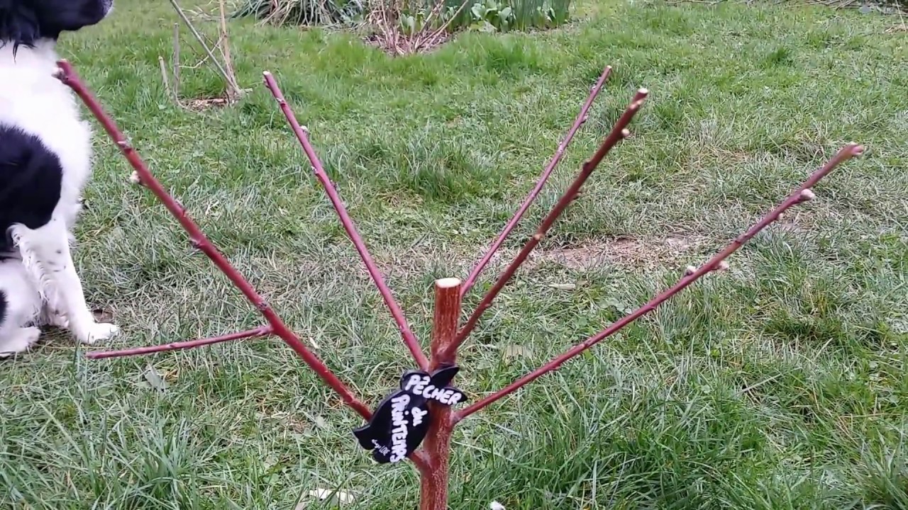 Taille de formation du pêcher. De quenouille à gobelet.