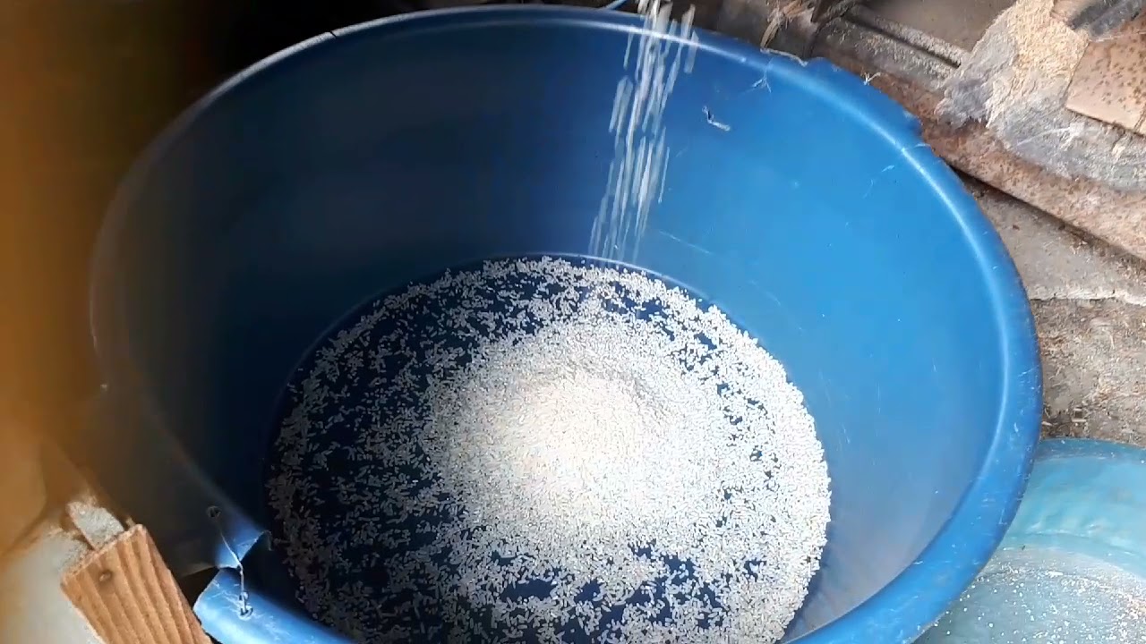 Mostrando nossa máquina de pilar arroz, máquina nogueira B7! velha mas funciona como uma nova!