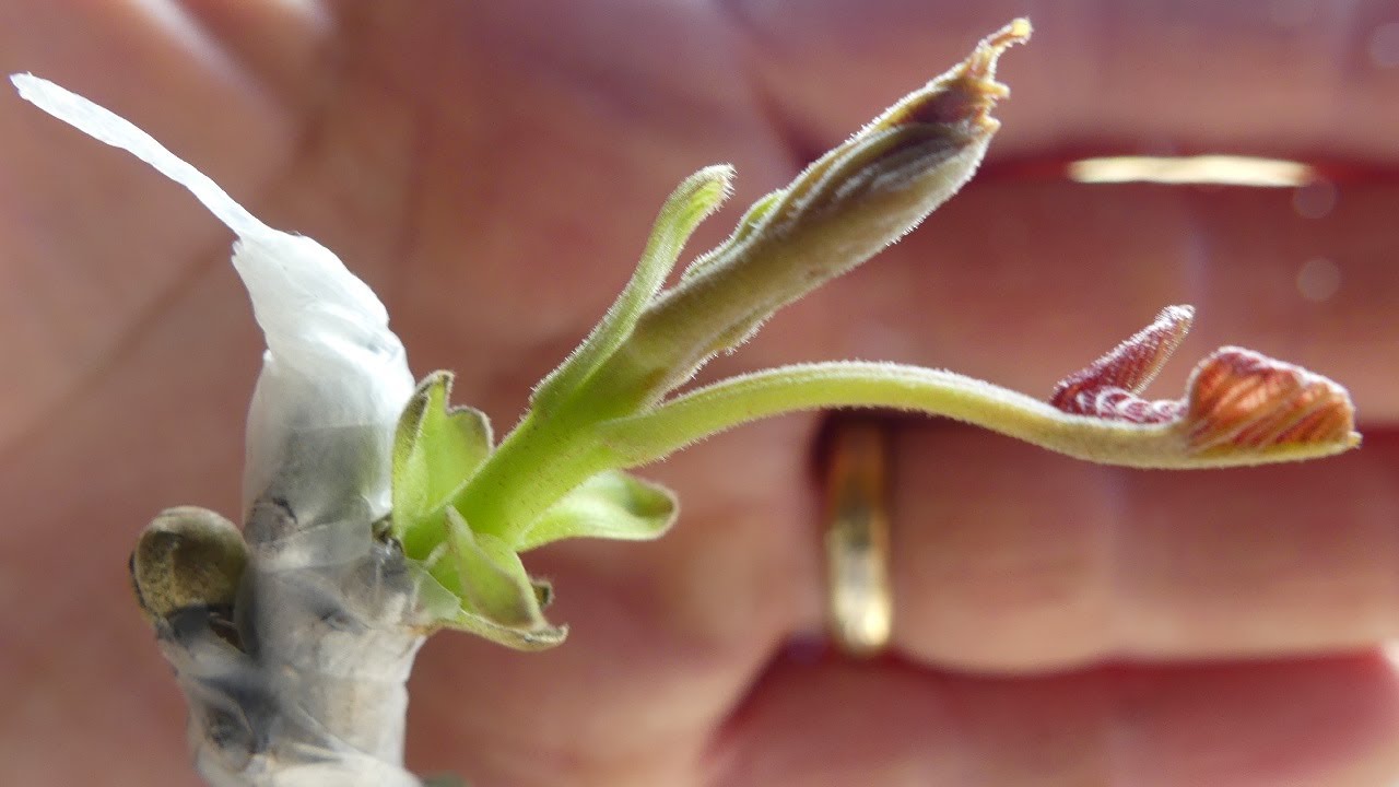 154bis# Comment réussir la greffe du noyer au jardin amateur (Méthode Baltet) ?