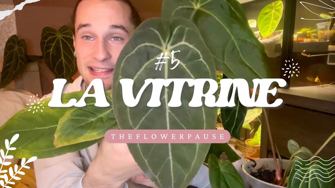 MA VITRINE A PLANTES #5: Mes anthuriums se portents bien 🤩 🪴