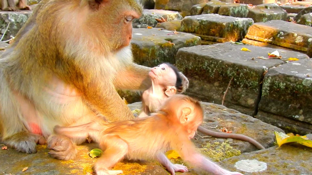 Unbelievable cute baby, Brianna Kindly Welcomes the Tiny Monkey Visiting Baby Boris