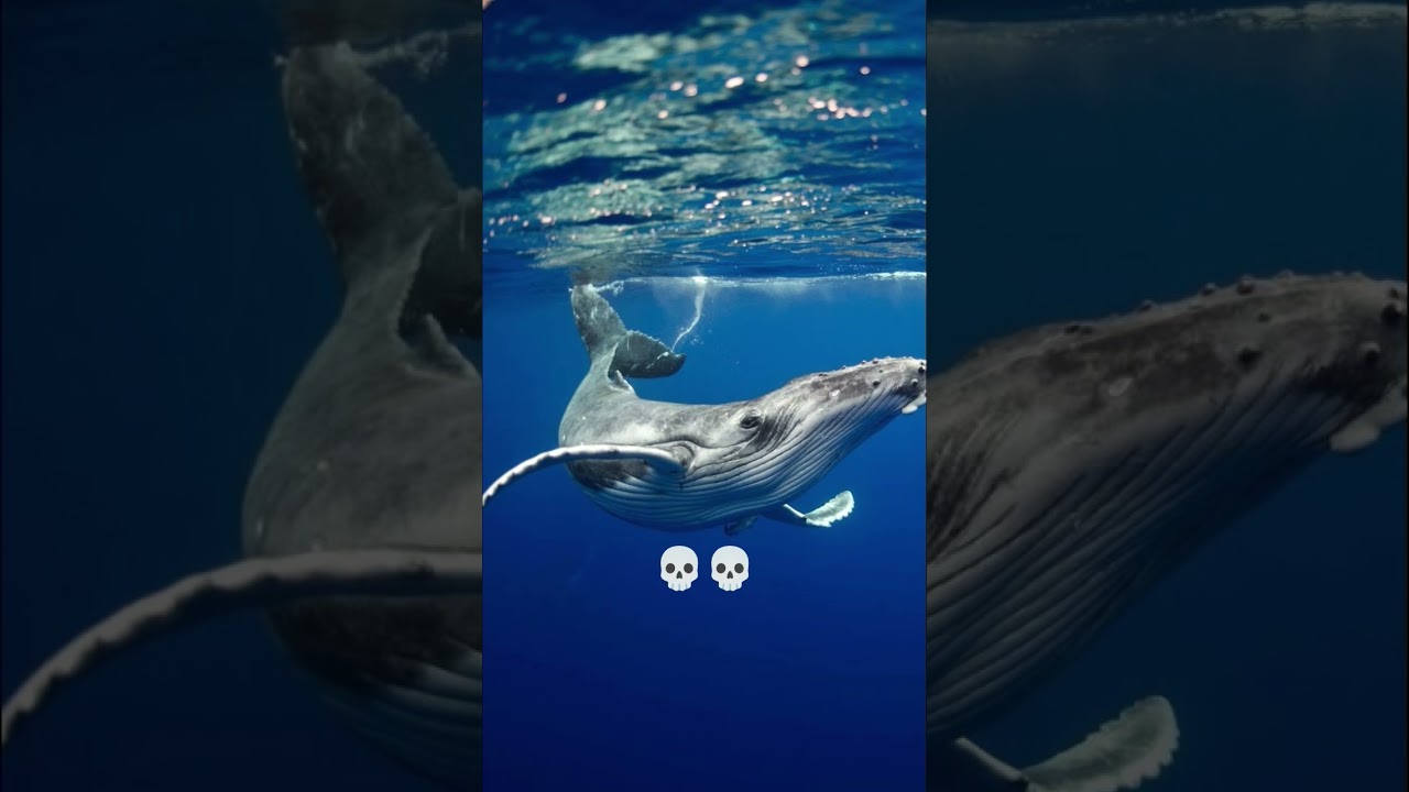#bluelock #whale #musicsong #phonk #music #song #musicsong #love #musicstyle #motivation #parampari