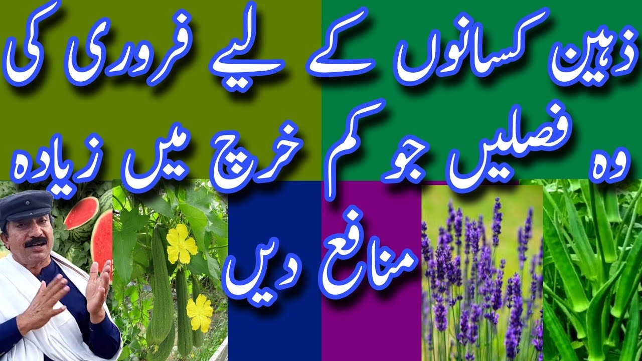  ذہین کسانوں کے لیےآج جنوری فروری کی وہ فصلیں بتادیں جو کم خرچہ میں زیادہ منافع دیں۔
