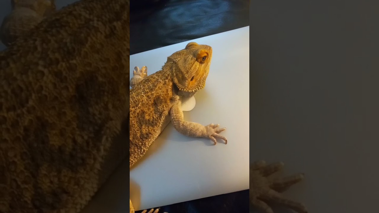 sorry I gotts to go!