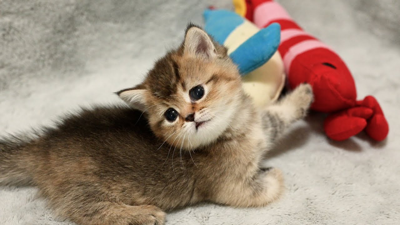 Cute kitten is usually laid-back, but when it sees a toy, its energy levels go through the roof...
