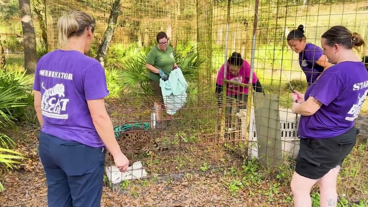 The Final Journey: Transitioning Big Cat Rescue's Last Cats to Turpentine Creek Wildlife Refuge